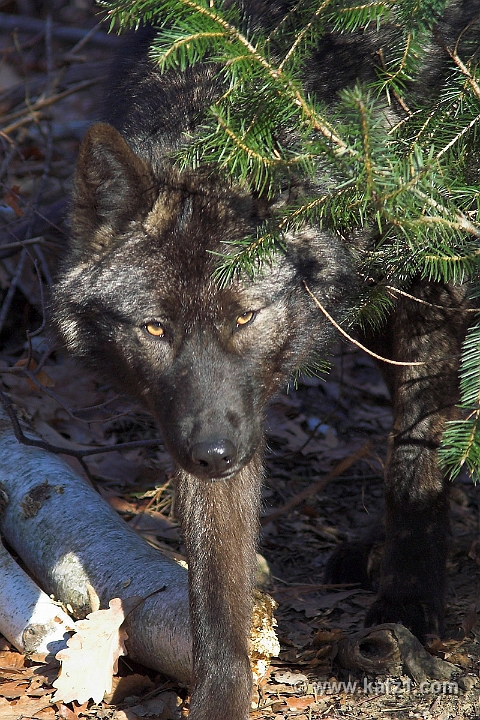 Arctic Wolf 003